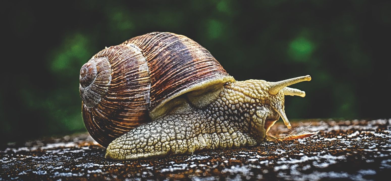 snail-3705324_1920.jpg