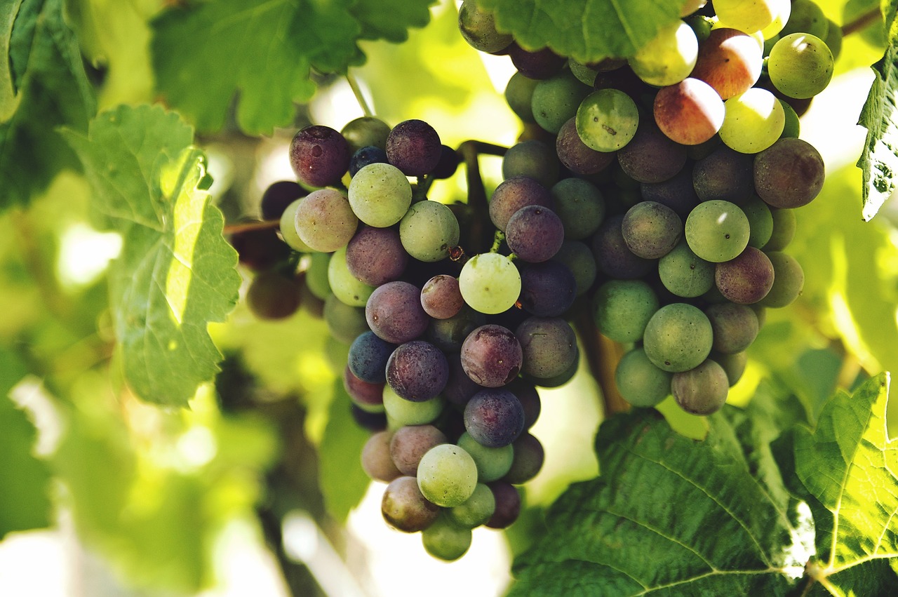 grapes-1246531_1280.jpg